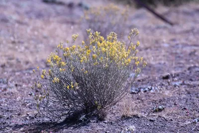 DSC_2211 (Large).JPG